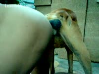 Bent over non-professional fellow enjoying a beast weenie from behind